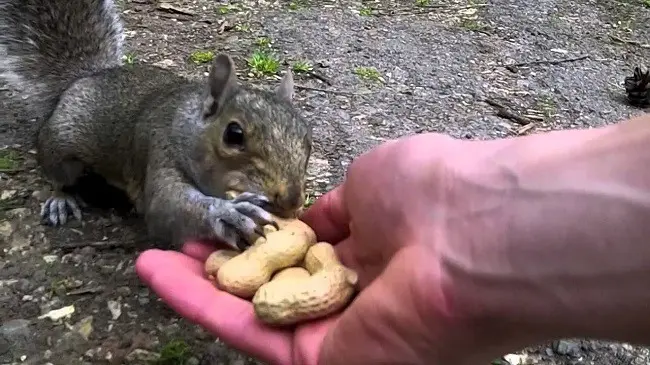 squirrel feeding
