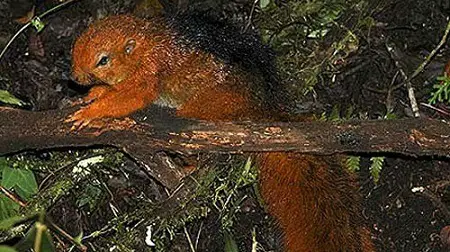 african pygmy squirrel