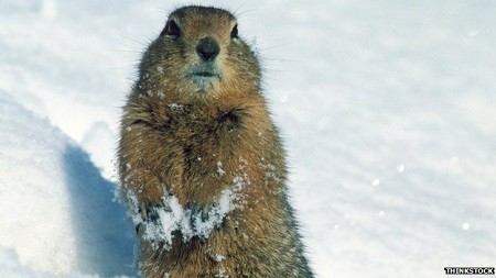 arctic squirrel