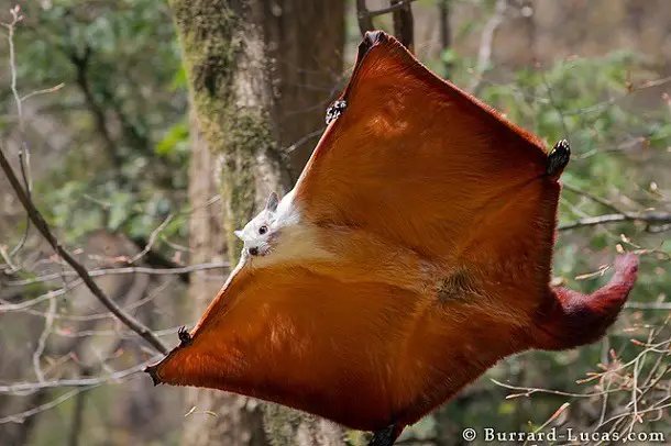 Flying Squirrels