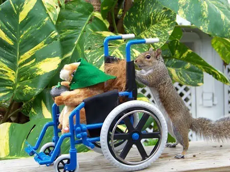 Grey squirrel as a pet