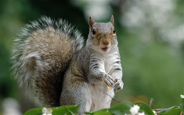 grey squirrel