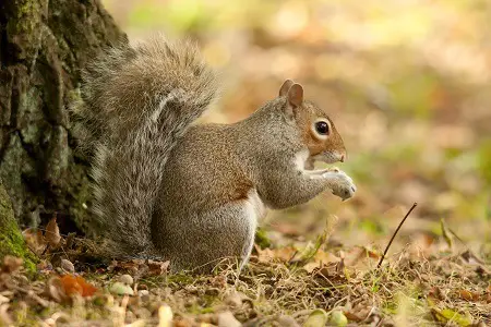 Grey squirrel lifespan