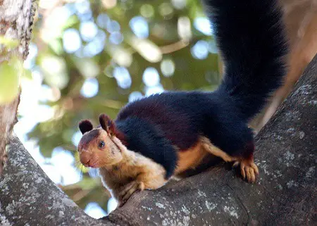 indian giant squirrel