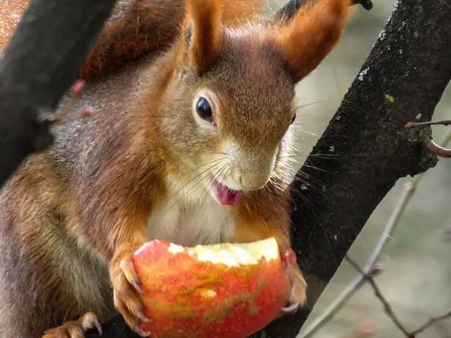 squirrel eating apple