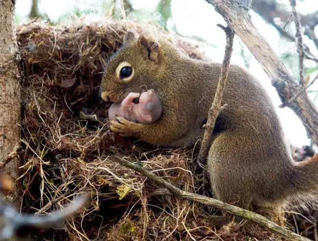 squirrels nest