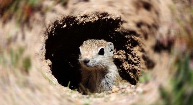 Tree squirrel