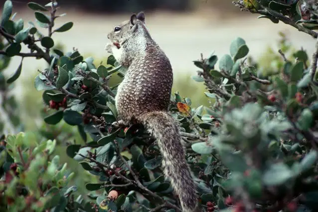 What do Ground Squirrels Eat?