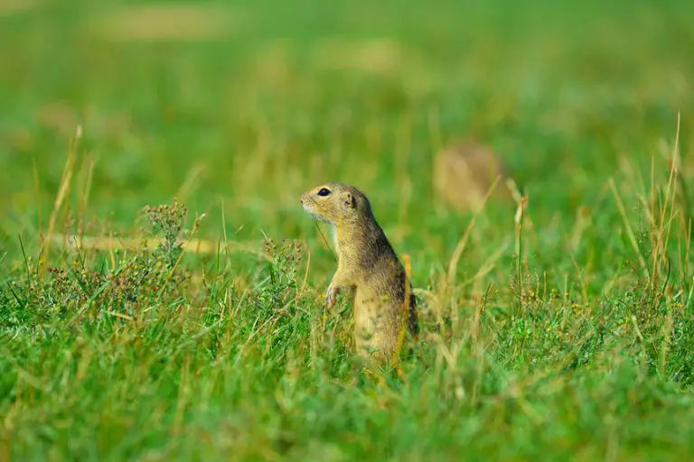 Infant Squirrel