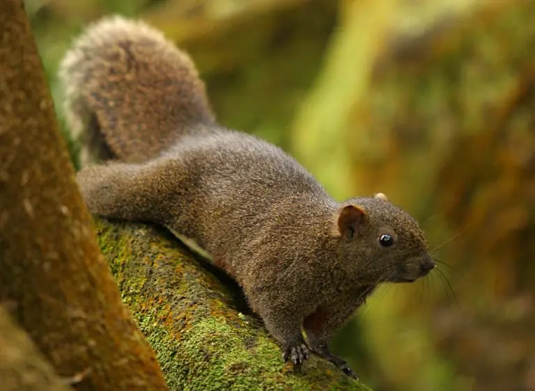 Squirrel