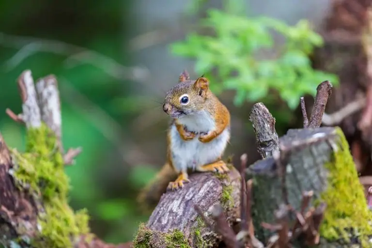 Squirrel Breeding Season