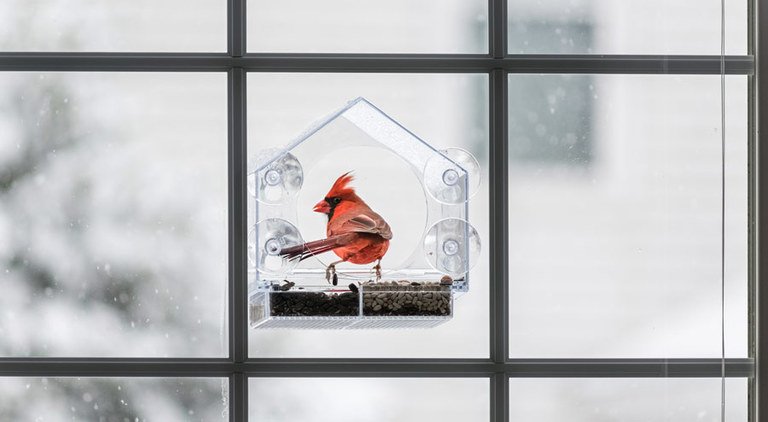 The 5 Best Window Bird Feeder