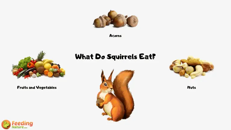 What Do Squirrels Eat