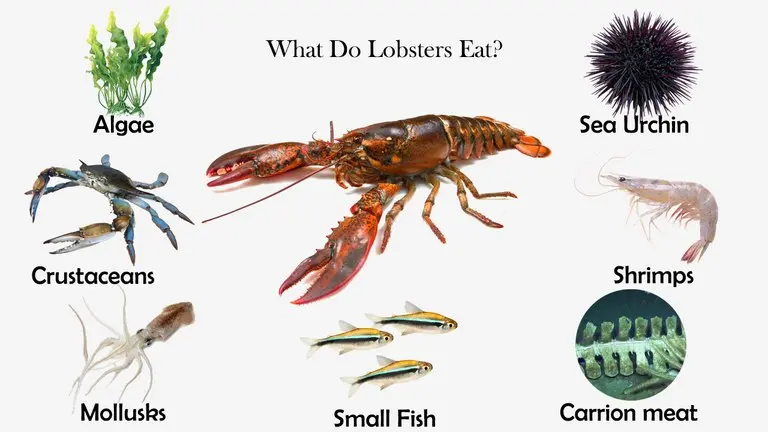 What Do Lobsters Eat?