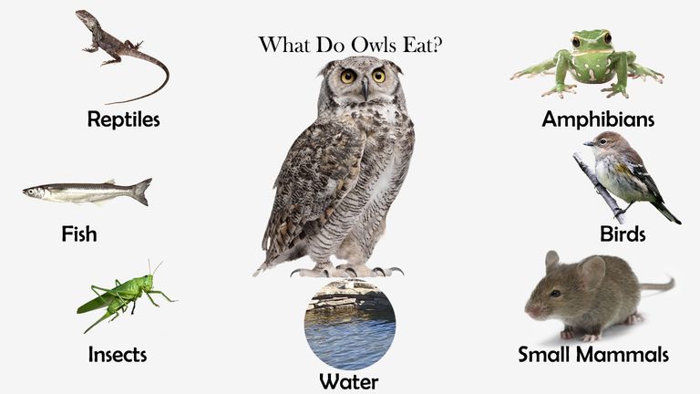 What Do Owls Eat?
