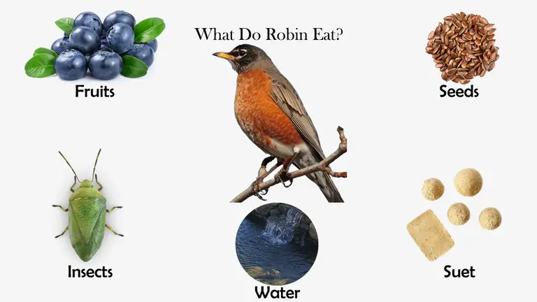 What Do Robins Eat?