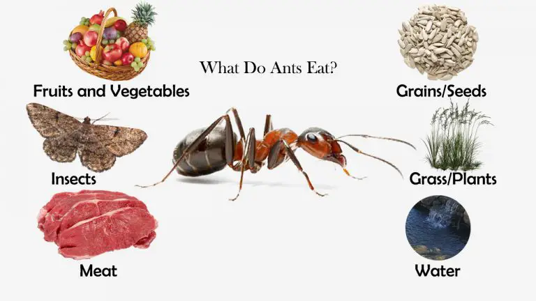 What Do Ants Eat?