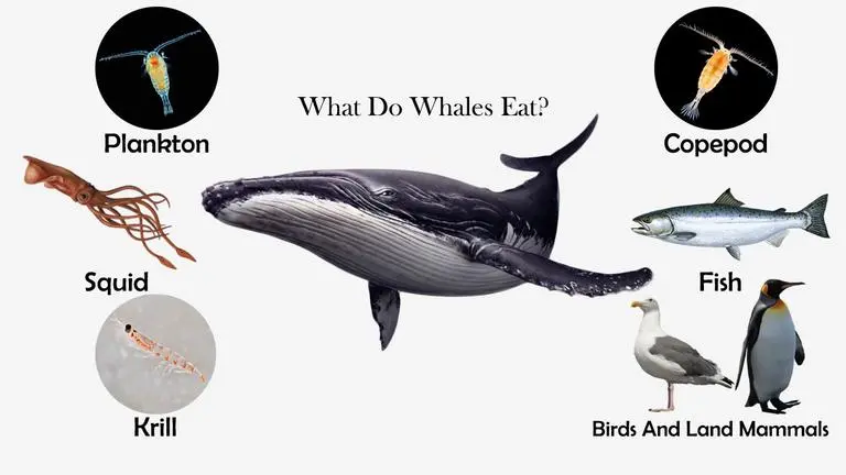 What Do Whales Eat?