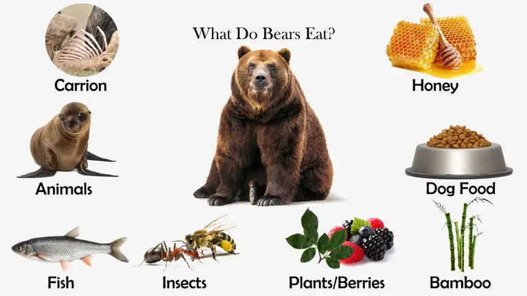 What Do Bears Eat?
