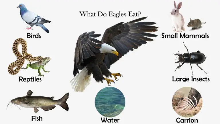 What Do Eagles Eat?