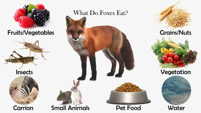 What Do Foxes Eat?