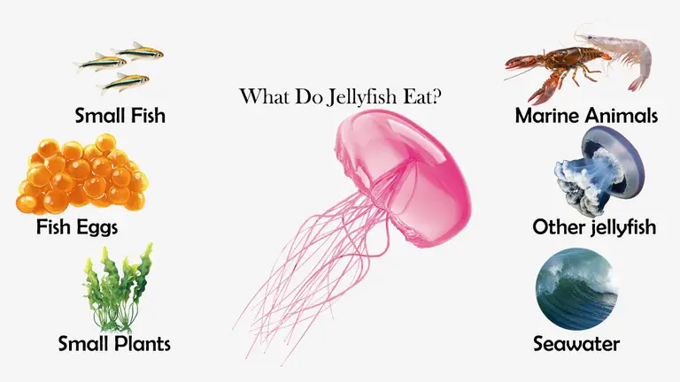 What Do Jellyfish Eat?