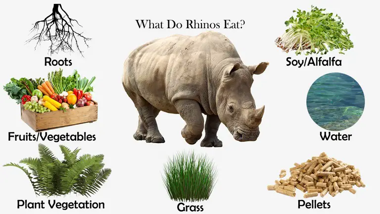 What Do Rhinos Eat?