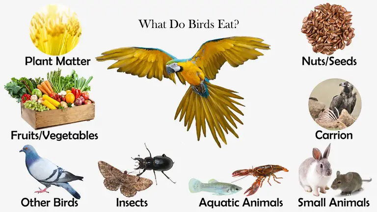 What Do Birds Eat?