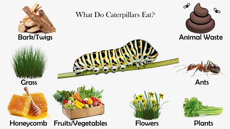 What Do Caterpillars Eat?