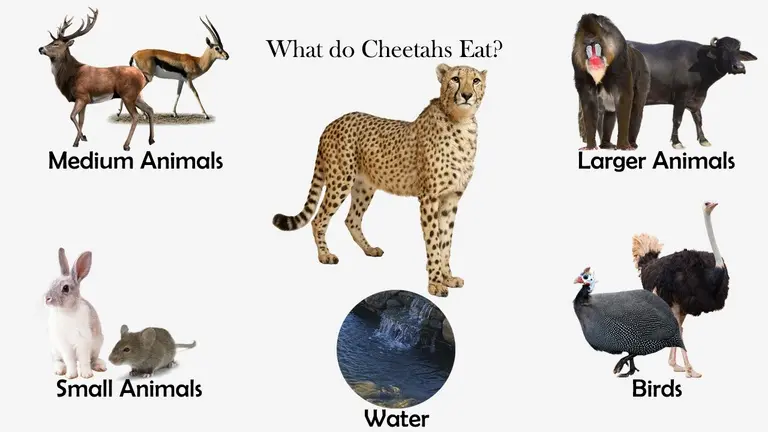 What do Cheetahs Eat?