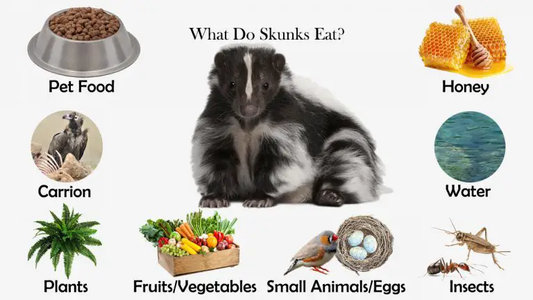 What Do Skunks Eat?