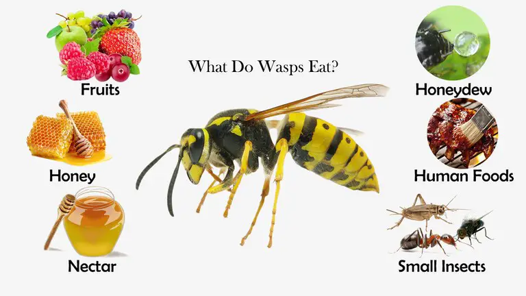 What Do Wasps Eat?
