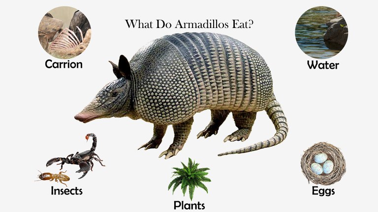 What Do Armadillos Eat?