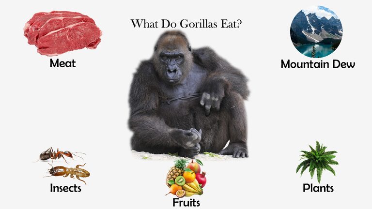 What Do Gorillas Eat?