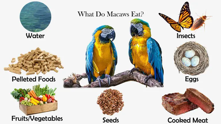 What Do Macaws Eat?