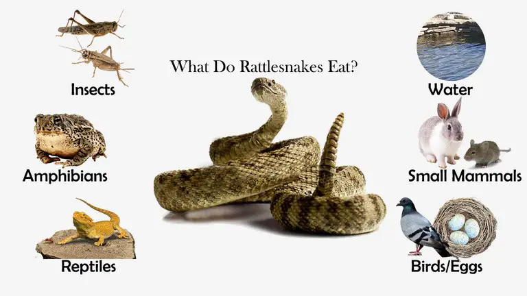 What Do Rattlesnakes Eat?