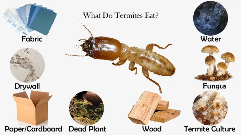 What Do Termites Eat?