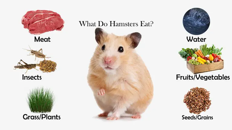 What Do Hamsters Eat?