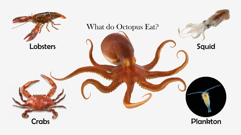 What do Octopus Eat?