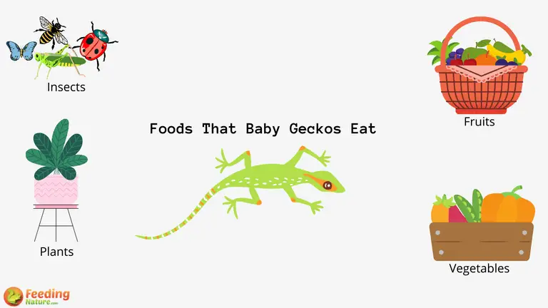 What Do Baby Geckos Eat