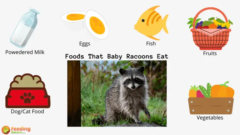 What Do Baby Raccoons Eat