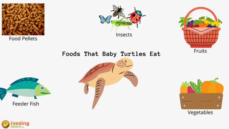 What Do Baby Turtles Eat