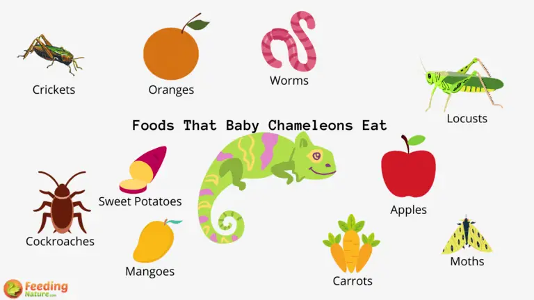 What Do Baby Chameleons Eat