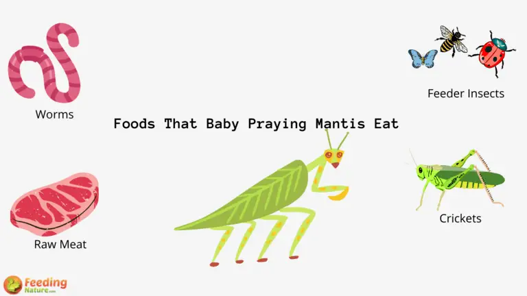 What Do Baby Praying Mantis Eat?