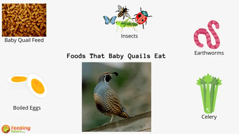 What do Baby Quails Eat