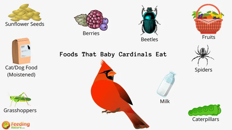 What Do Baby Cardinals Eat
