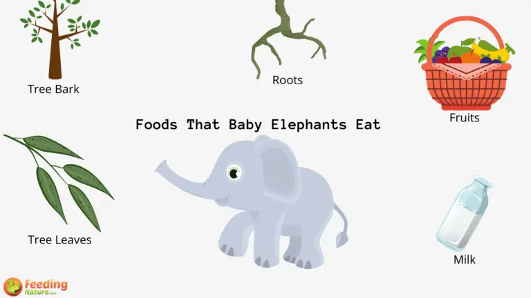 What Do Baby Elephants Eat