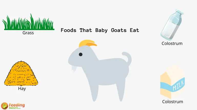 What Do Baby Goats Eat