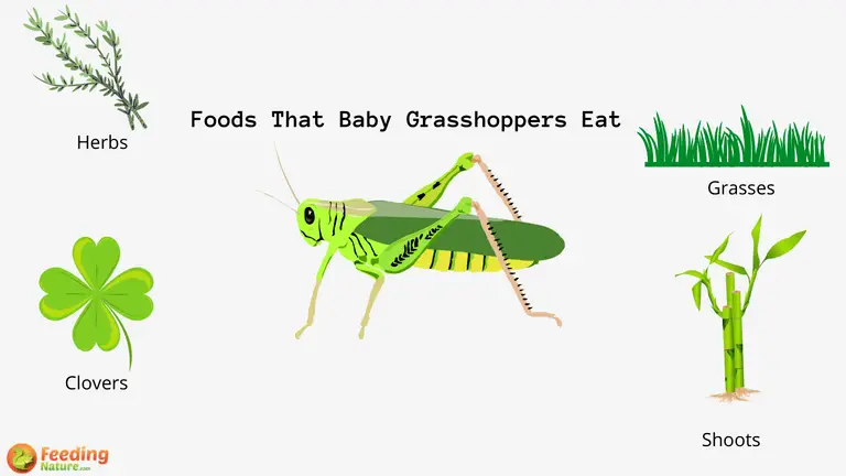What Do Baby Grasshoppers Eat
