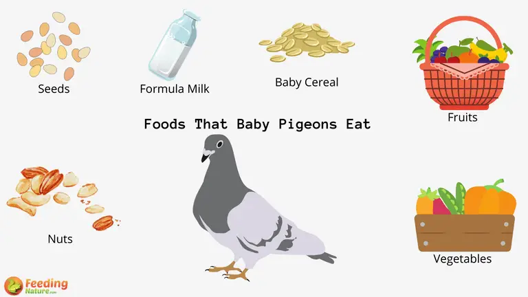 What Do Baby Pigeons Eat